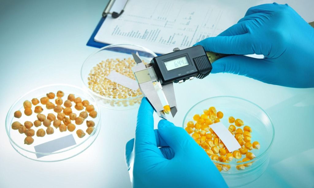 Kernel measurement with caliper