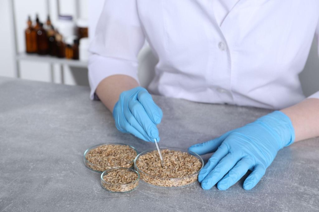 Grain in petri dishes